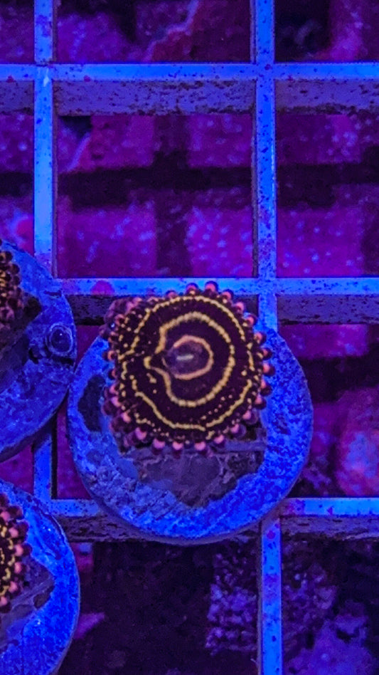 Stratosphere Zoa (WYSIWYG)