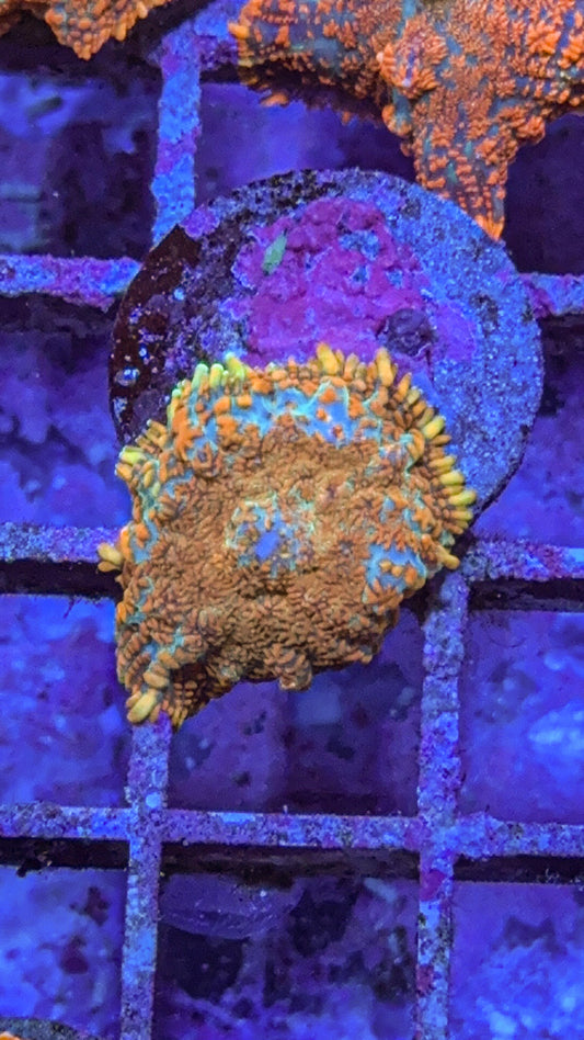 Gold Rhodactis Mushroom (WYSIWYG)
