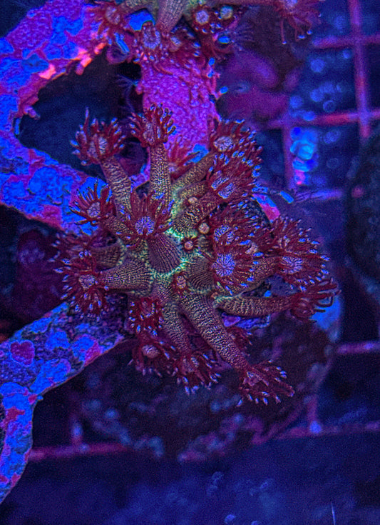 Purple Rainbow Glitter Goni (WYSIWYG)