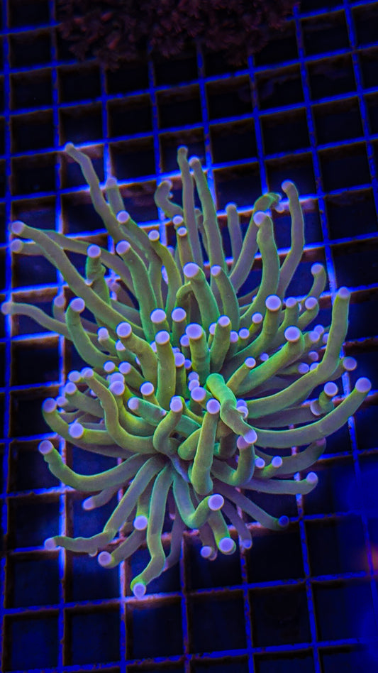 Pink Tip Holy Grail Torch (WYSIWYG)