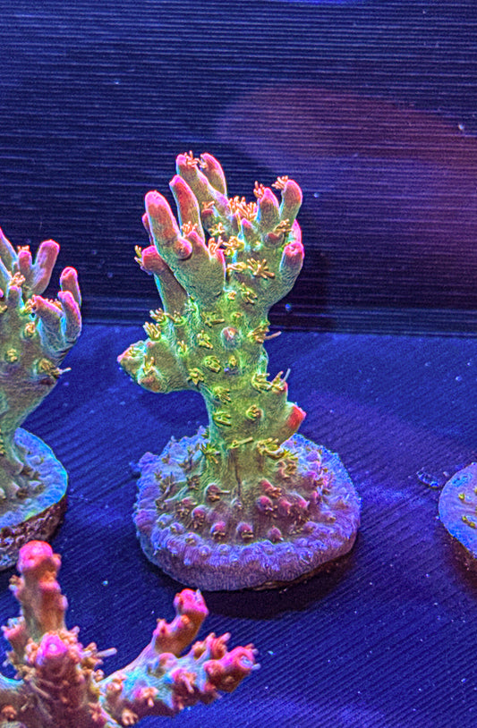 Vivids Confetti Acro (WYSIWYG)