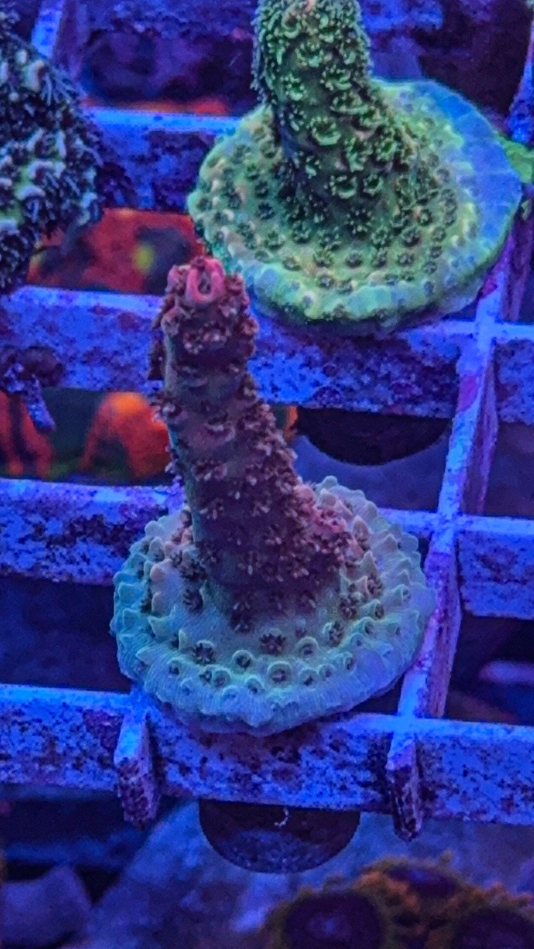 Bill Murray Acropora (WYSIWYG)