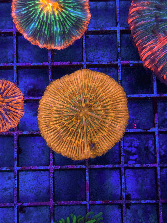 Unique Fungia (WYSIWYG)