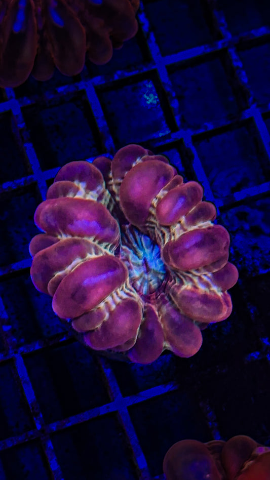 Pink/Gold Cynarina (WYSIWYG)