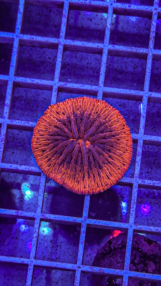 Uranus Fungia (WYSIWYG)