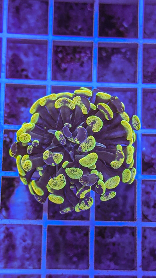 True Yellow Splatter Hammer (WYSIWYG)