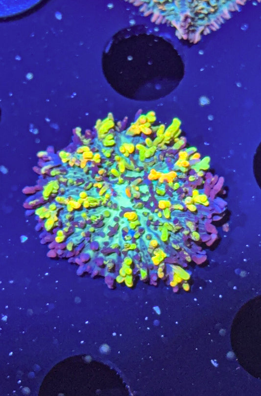 Magic Carpet Mushroom (WYSIWYG)