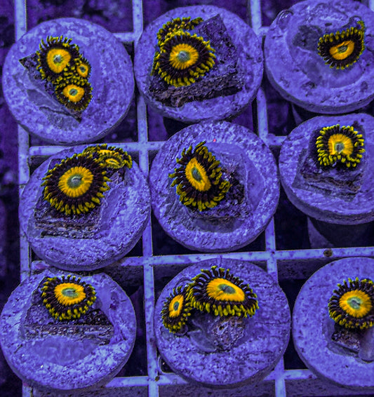 Scrambled Egg Zoas (WYSIWYG)