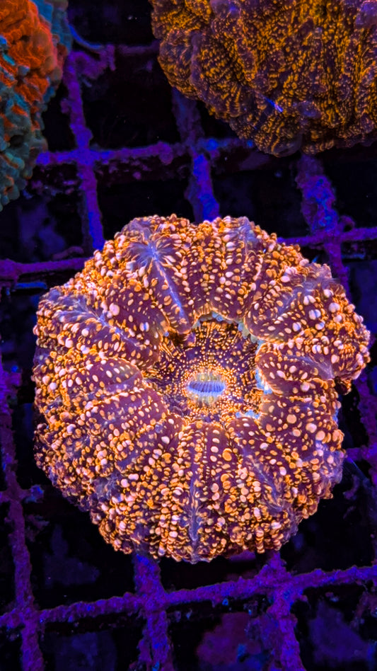 Orange Glitter Acanthophyllia (WYSIWYG)