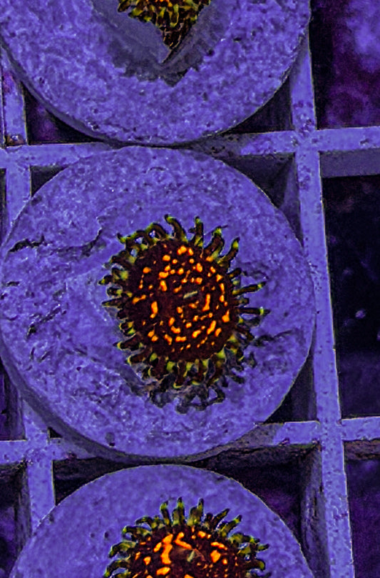 Ultimate Space Monster Zoas #3 (WYSIWYG)