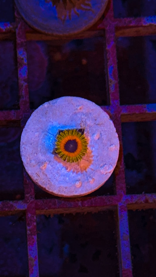 Great Owl Zoa #2 (WYSIWYG)