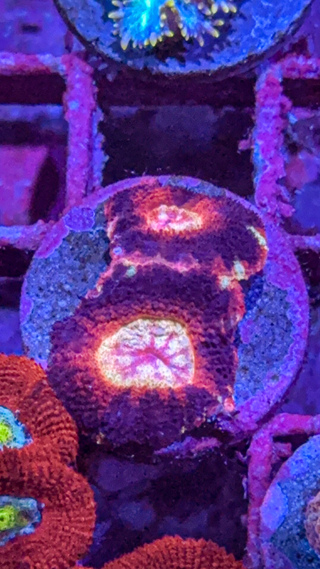 Asian Acan (WYSIWYG)
