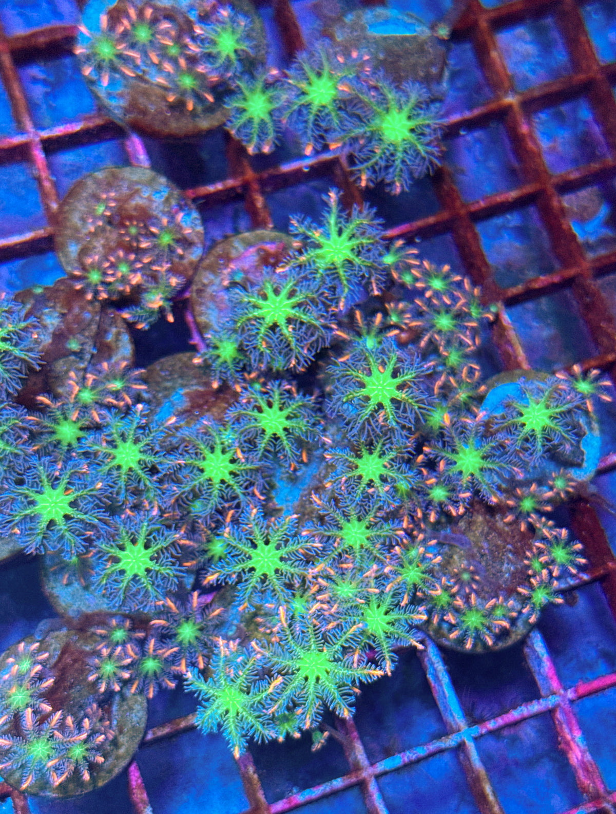 Firework Cloves (WYSIWYG)