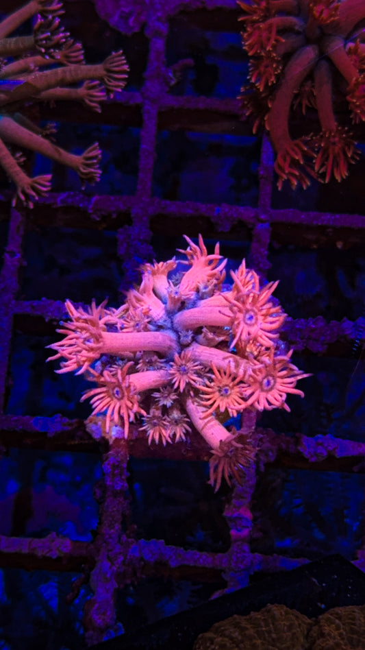 Evil Eye Goniopora