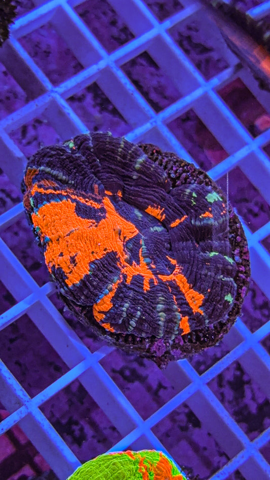 War Paint Scoly (WYSIWYG)