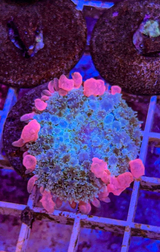 Frankenstein Bounce Mushroom (WYSIWYG)