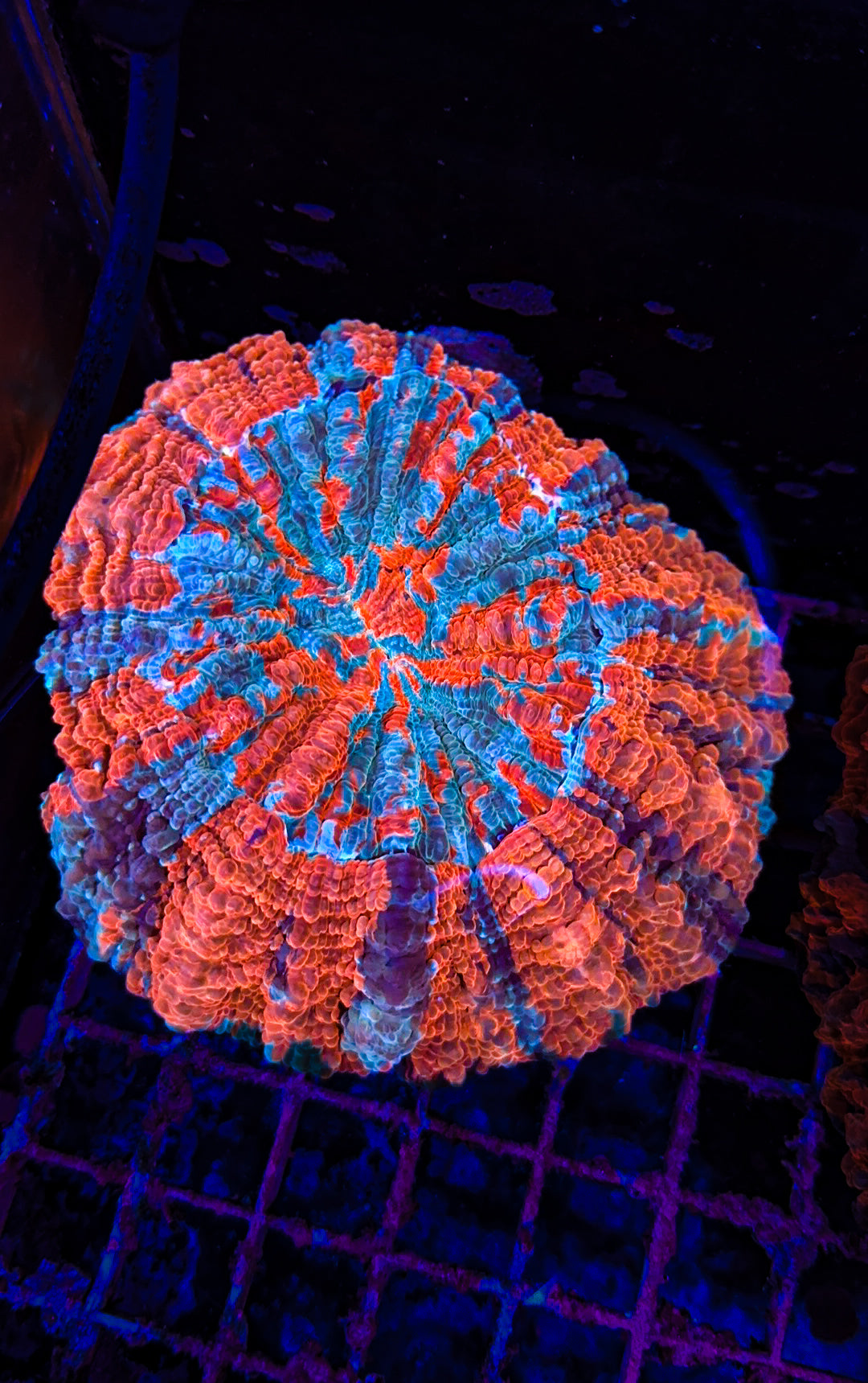 Acanthophyllia (WYSIWYG)