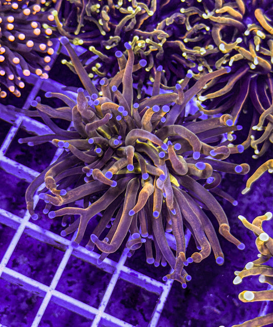 Dragon Tamer Torch (WYSIWYG)