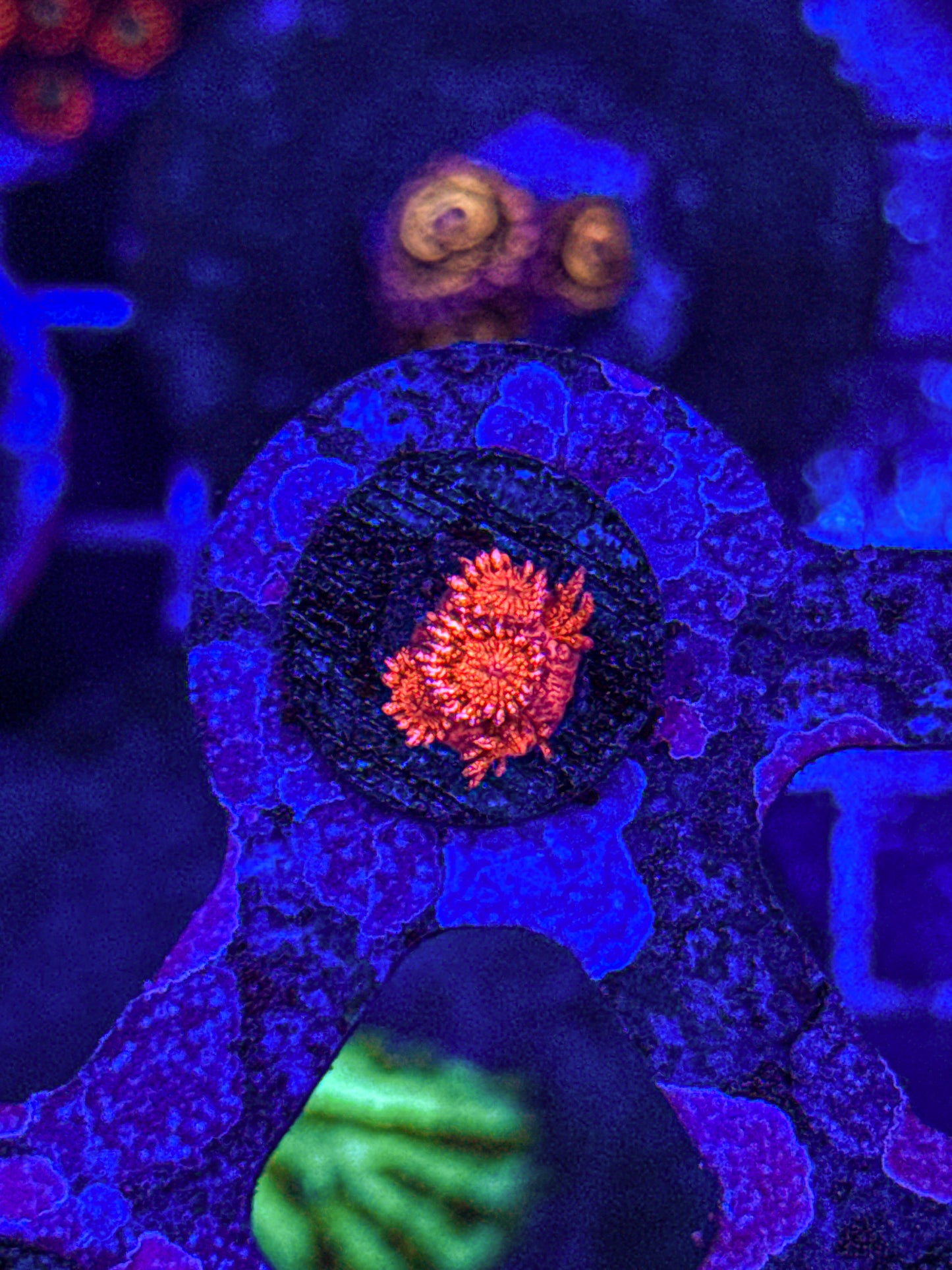 WCC Master Red Glitter Goni (WYSIWYG)