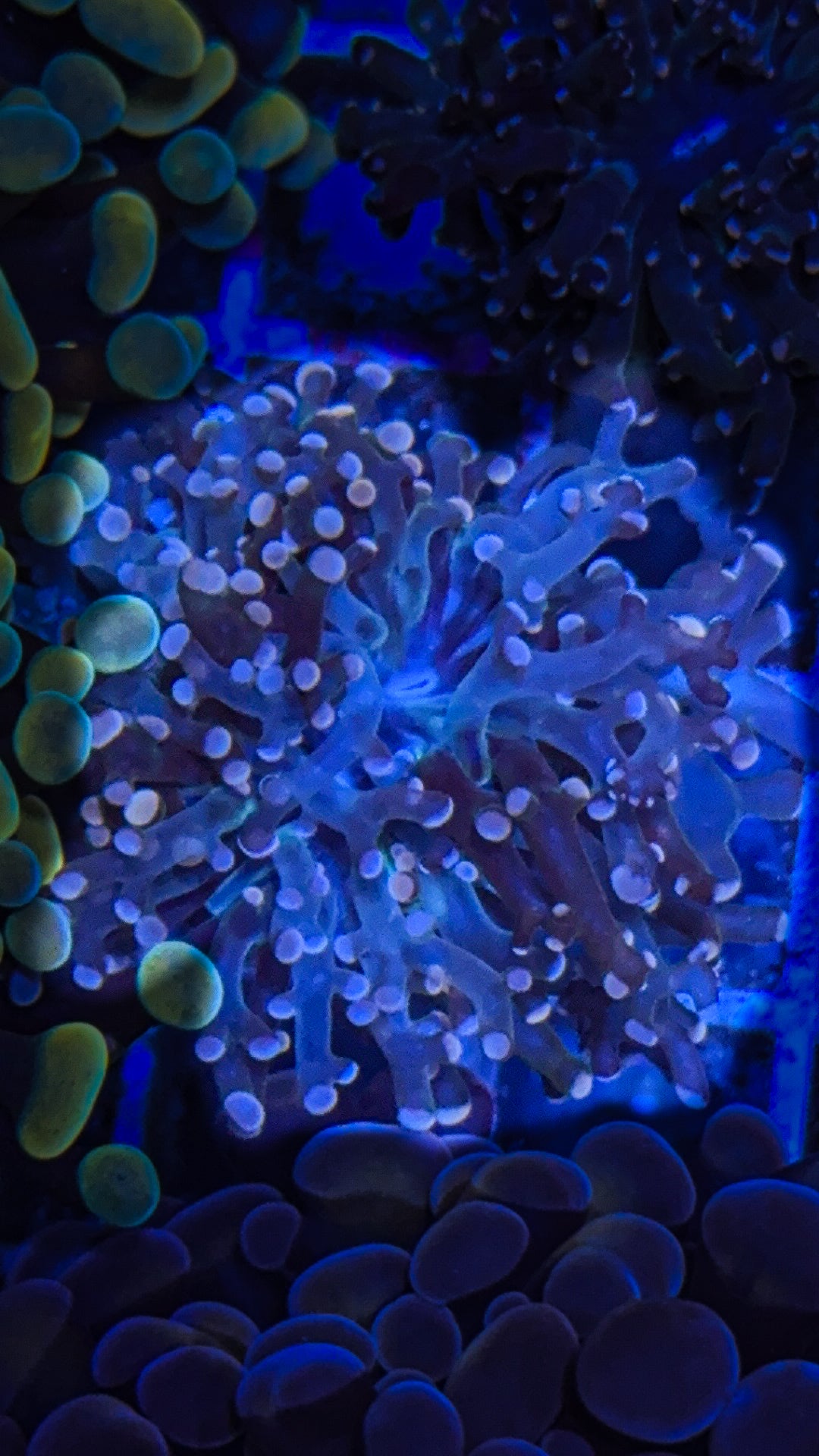 Pink Tip Frogspawn