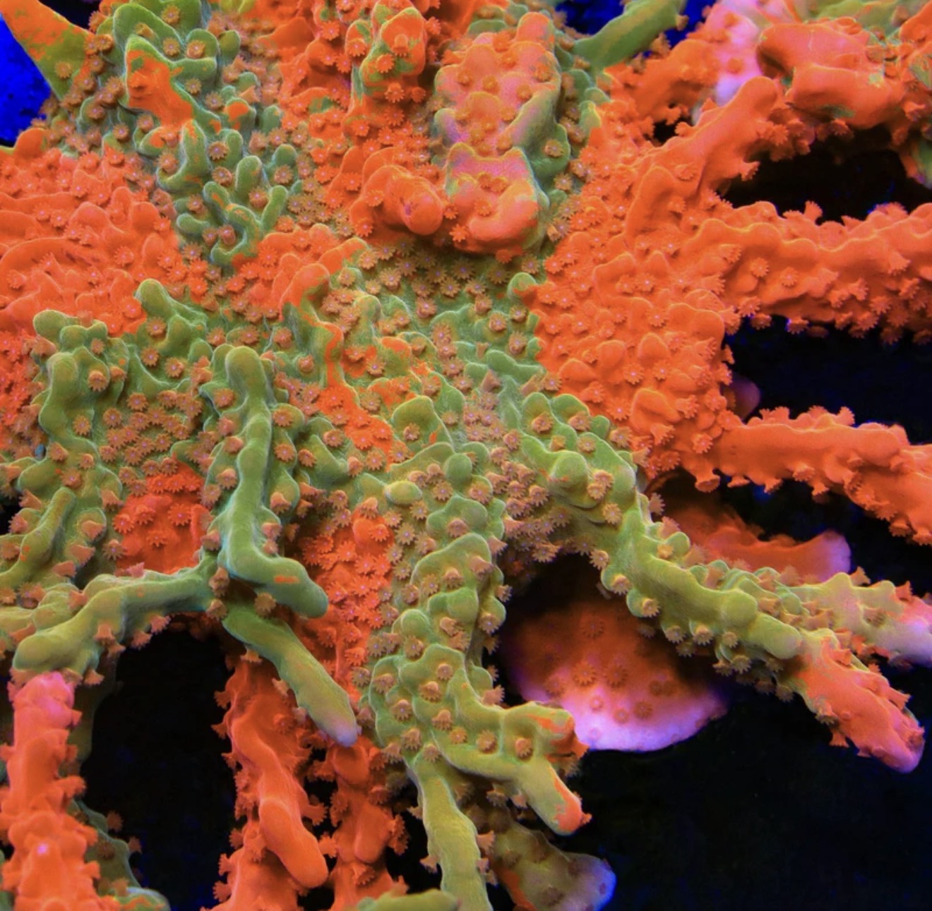 TSA Tequila Sunrise Grafted Setosa
 (WYSIWYG)