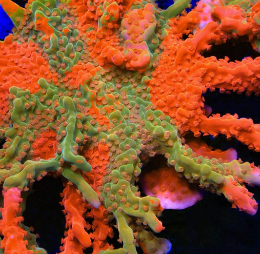 TSA Tequila Sunrise Grafted Setosa
 (WYSIWYG)