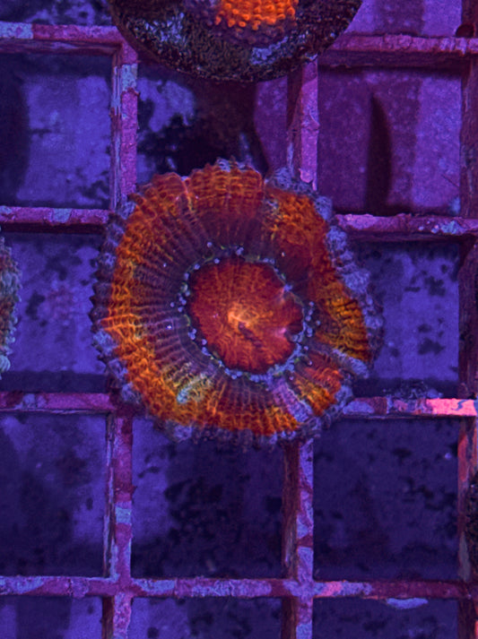 Rainbow Acan (WYSIWYG)
