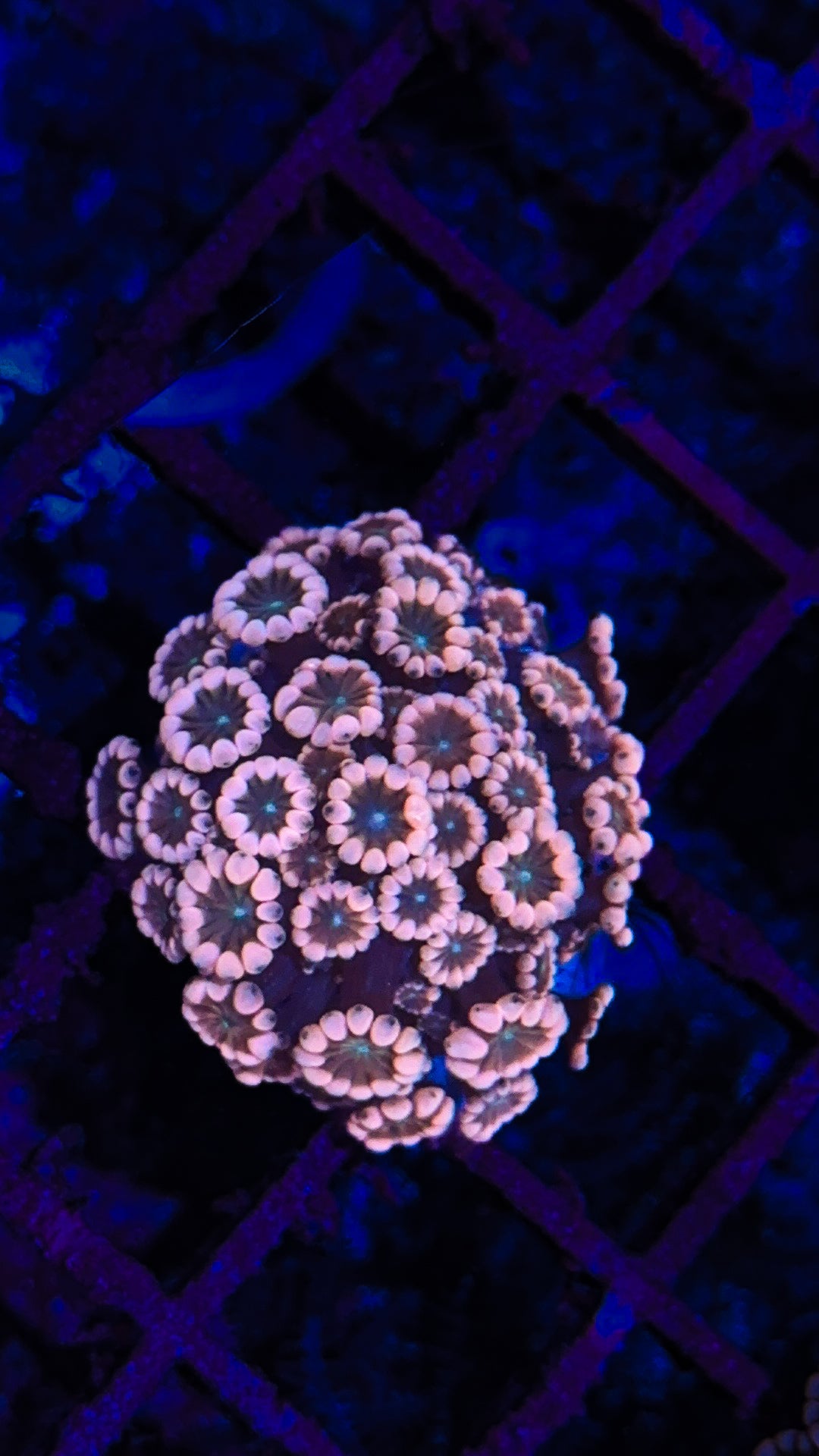 Super Pink Alveopora