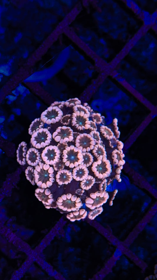 Super Pink Alveopora