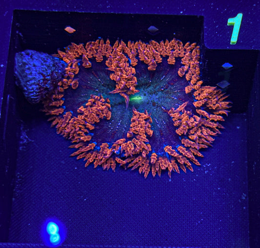 Rock Flower Anemone (WYSIWYG)