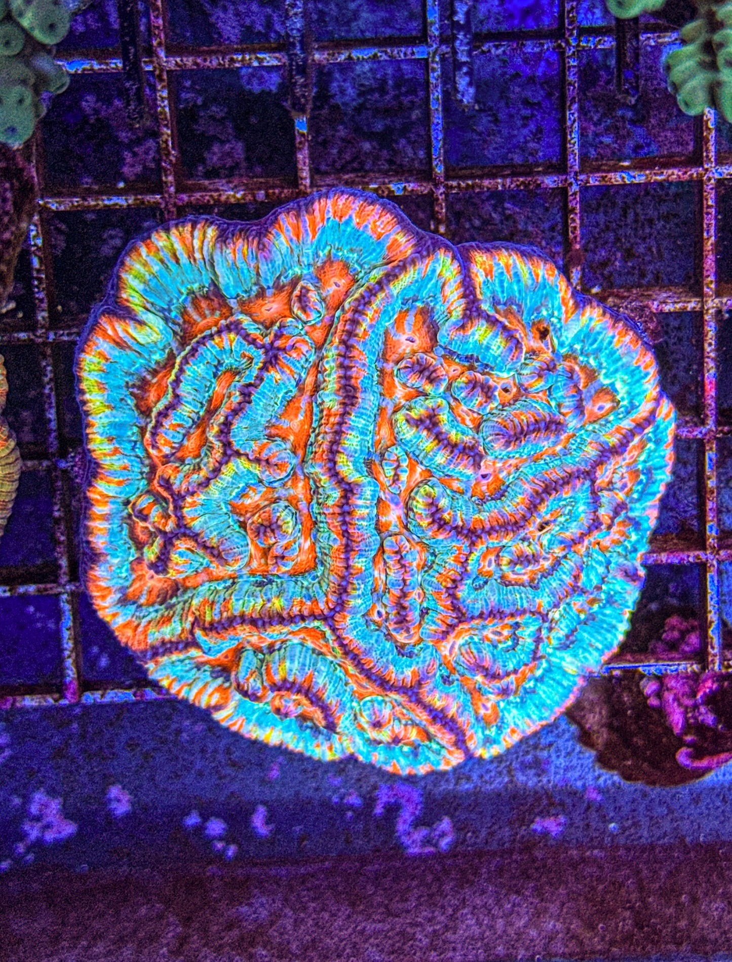 Wilsoni Colony (WYSIWYG) (Copy)