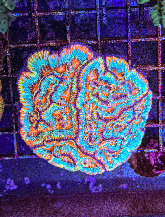 Wilsoni Colony (WYSIWYG) (Copy)