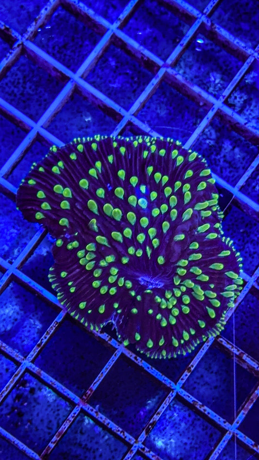 Diaseris Fungia Colony (WYSIWYG)