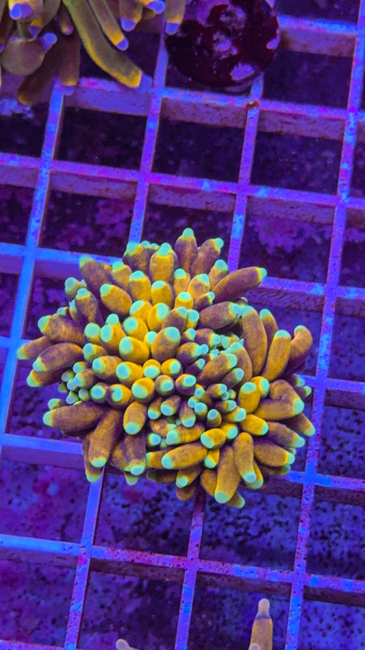 Banana Torch (WYSIWYG)