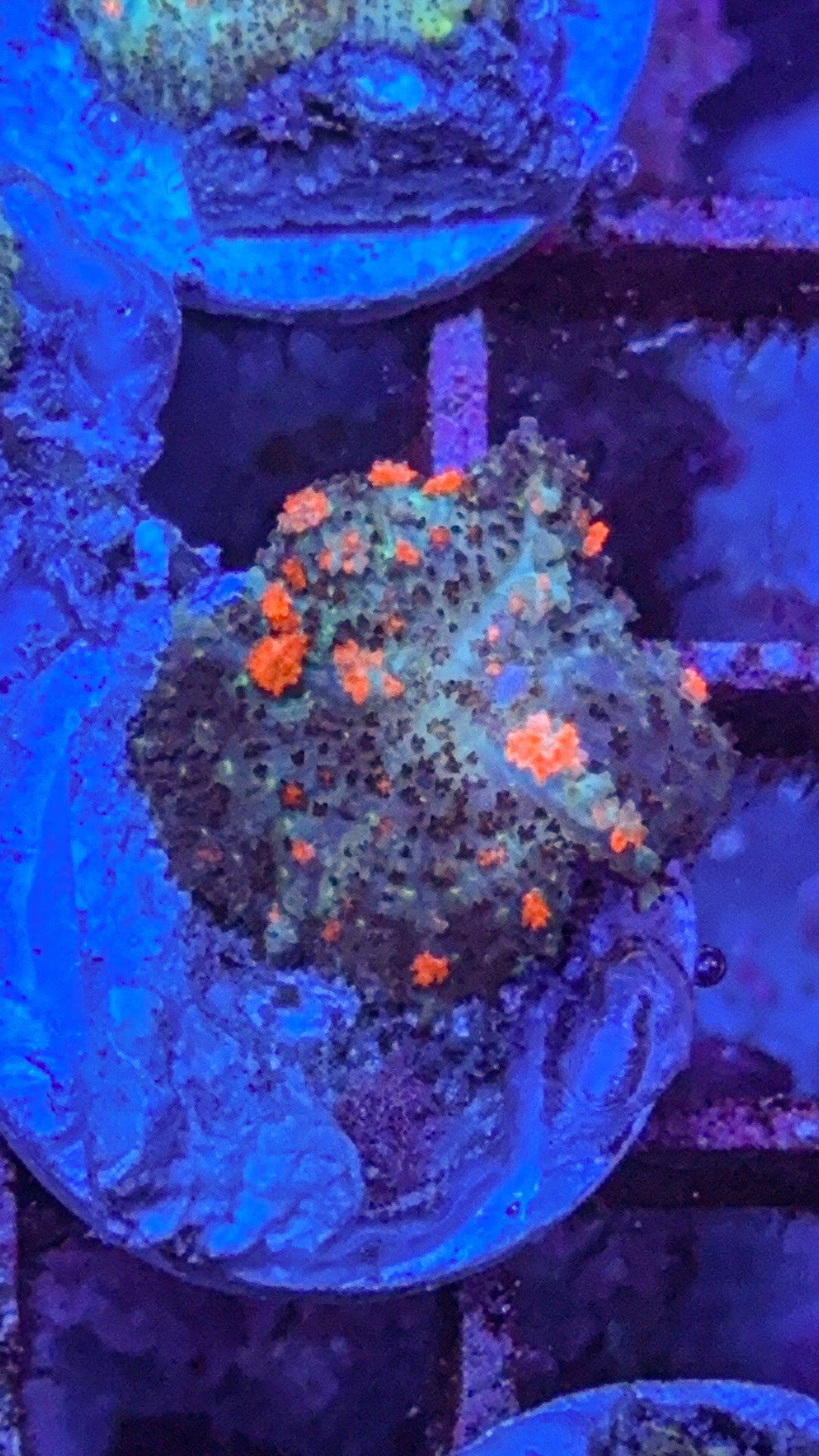 Wild Bounce Mushroom (WYSIWYG)