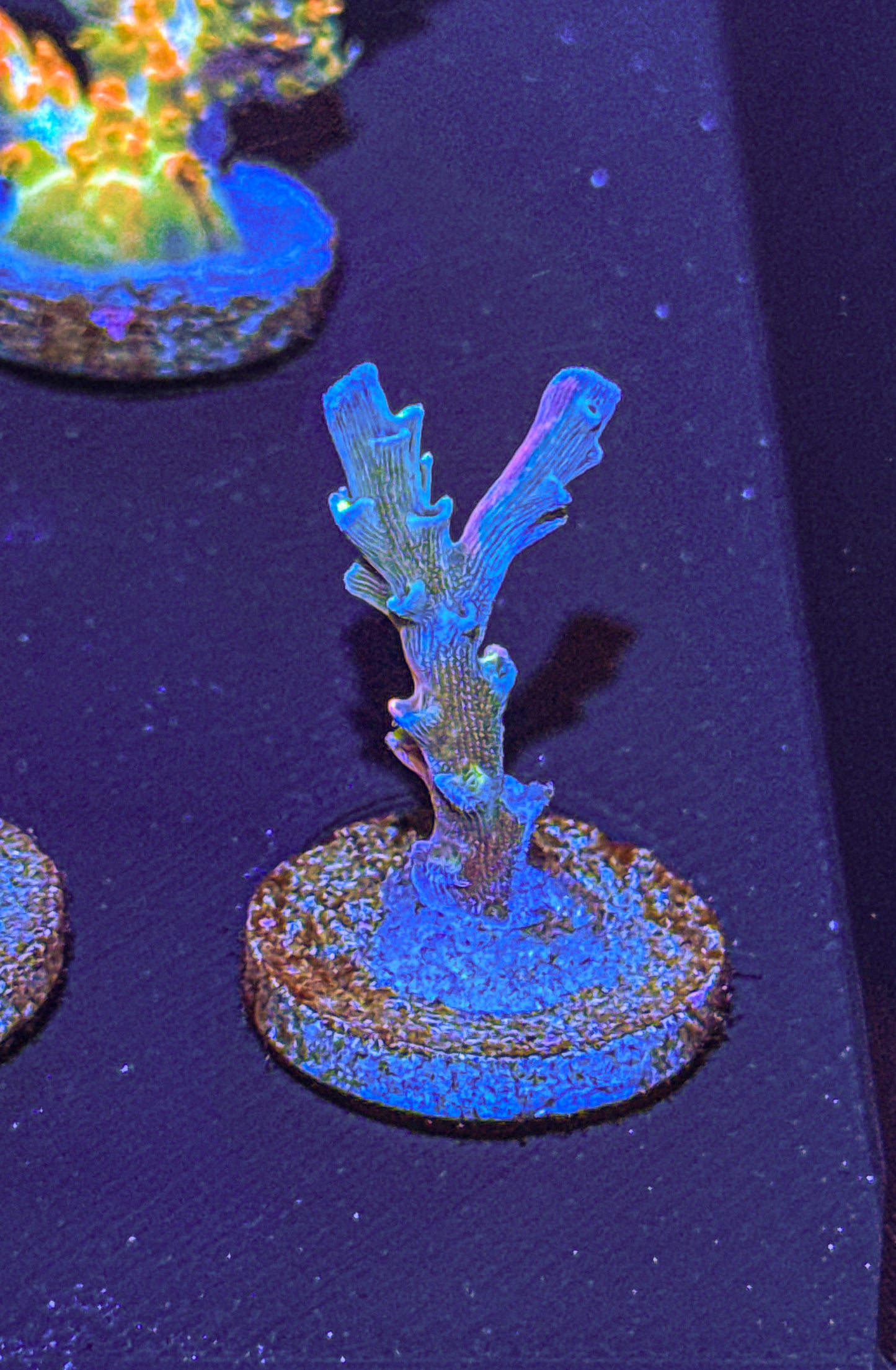 Vivids Insanity Acro (WYSIWYG)