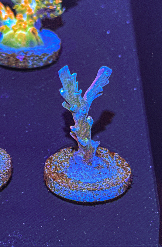 Vivids Insanity Acro (WYSIWYG)