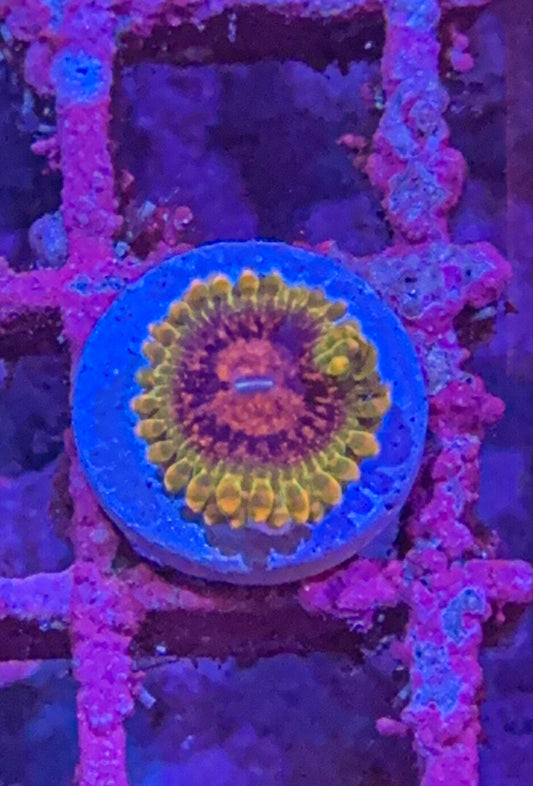 GMK “Grand Master Krak” Zoa (WYSIWYG)