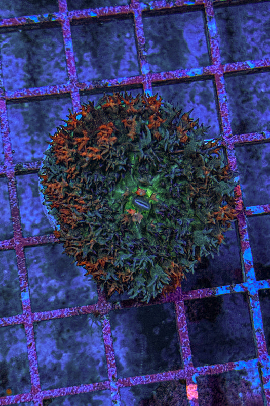 Saint Thomas Mushroom (WYSIWYG)