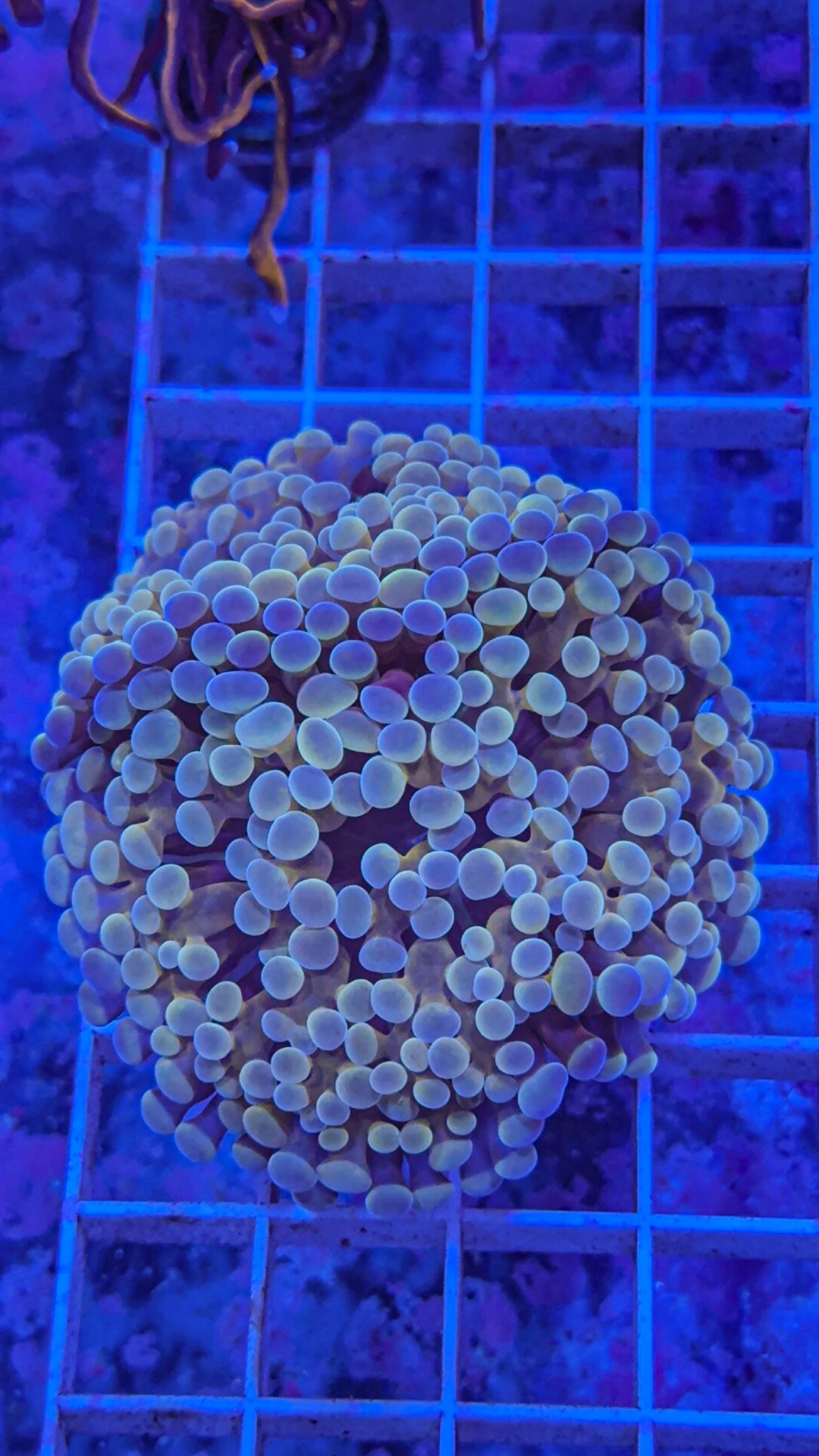 Gold Stem Frammer (WYSIWYG)