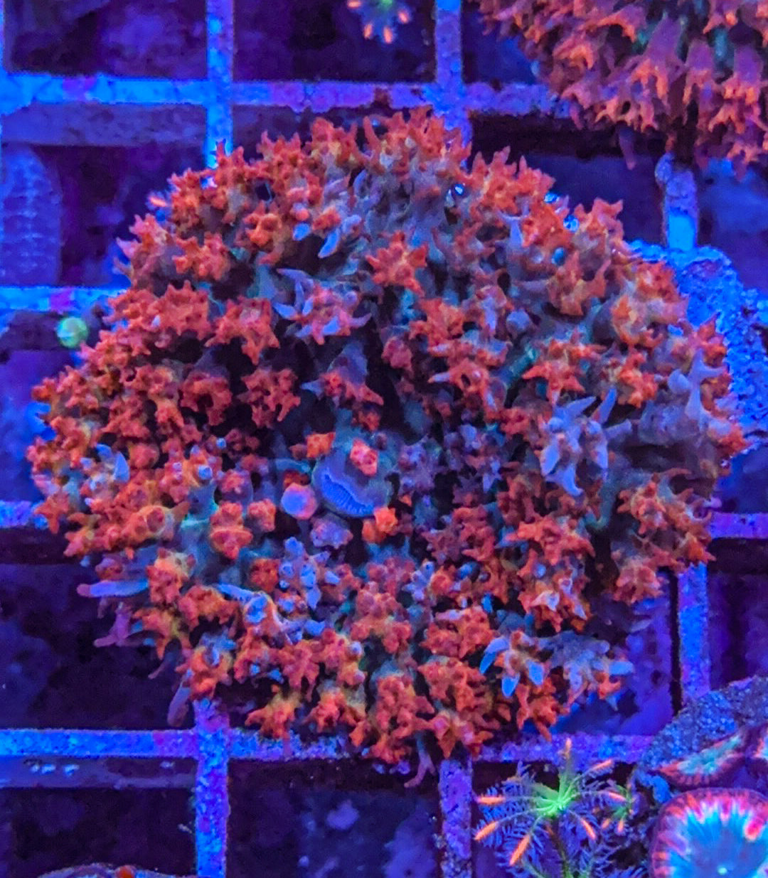 Saint Thomas Mushroom Coral (WYSIWYG)