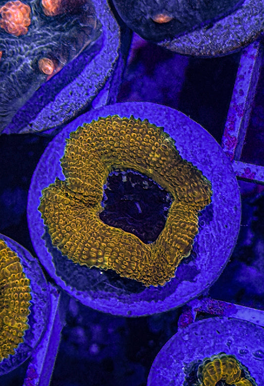 Gold Ring Acan (WYSIWYG)