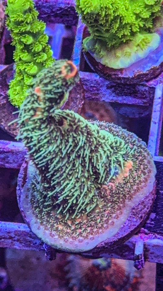 WCC Shaggy Milli (WYSIWYG)