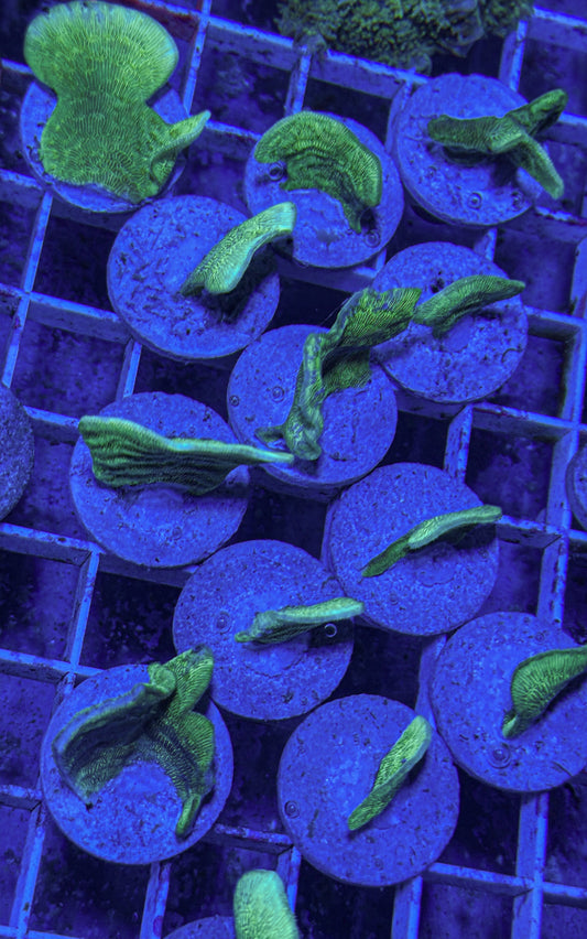 Potato Chip Coral (WYSIWYG)