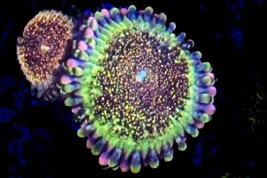 Death Star Zoanthids