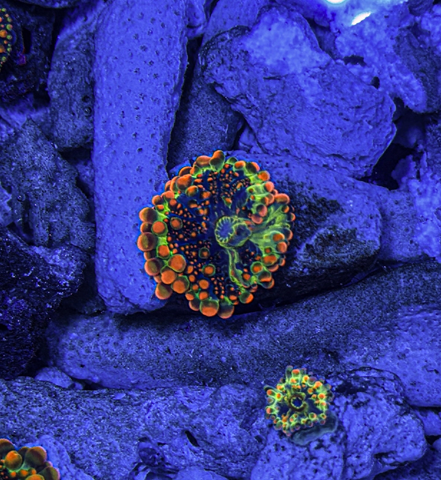 OG Godzilla Yuma (WYSIWYG)