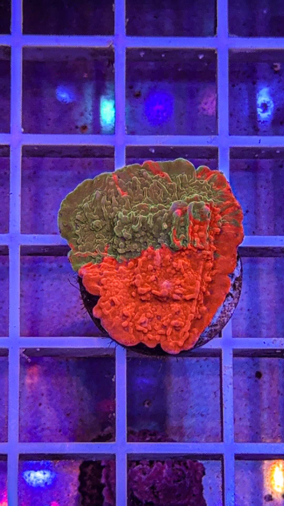 WWC Grafted Monti Cap (WYSIWYG)