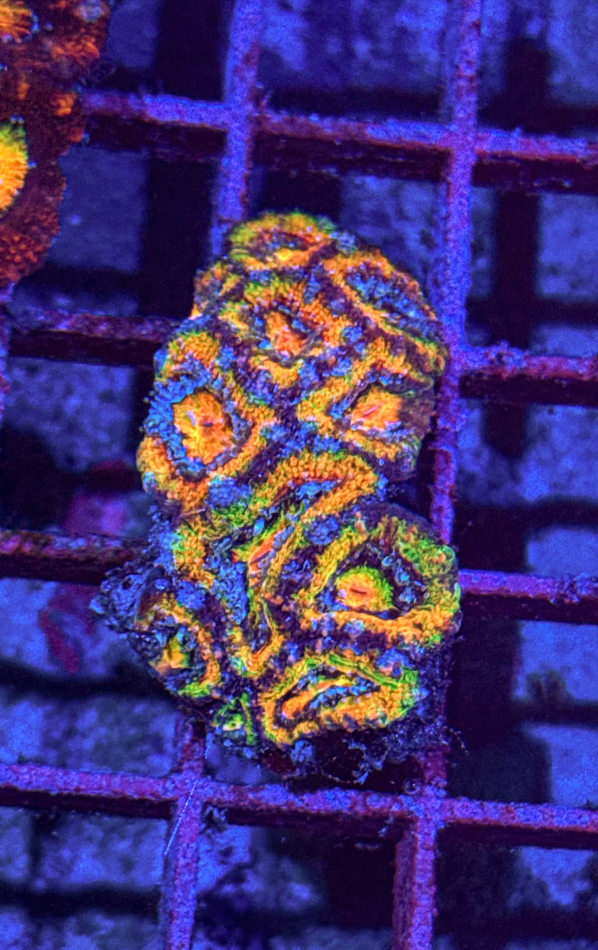 Ultra Rainbow Acan Colony (WYSIWYG)