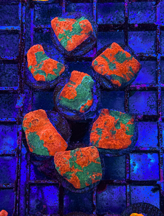 Tropical Twist Chalice (WYSIWYG)