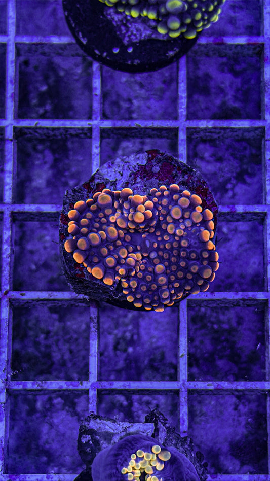 Malaysian Bounce Yuma “Sakura” (WYSIWYG)